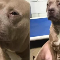 Heartbroken-Pitbull-Mama-Dumped-At-The-Shelter-Without-Her-Babies-Couldnt-Stop-Crying-960x540 (1)