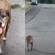 Neighbors Gather in Heartwarming Display to Support Cherished Dog’s Emotional Final Walk