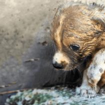 Tiny Puppy Rescued From Dumpster Has Just Begun His Fight To Survive