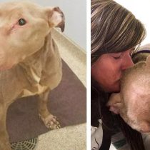 Woman Holds Dying Shelter Dog In Her Arms All Night Just Not Let Him Die Alone